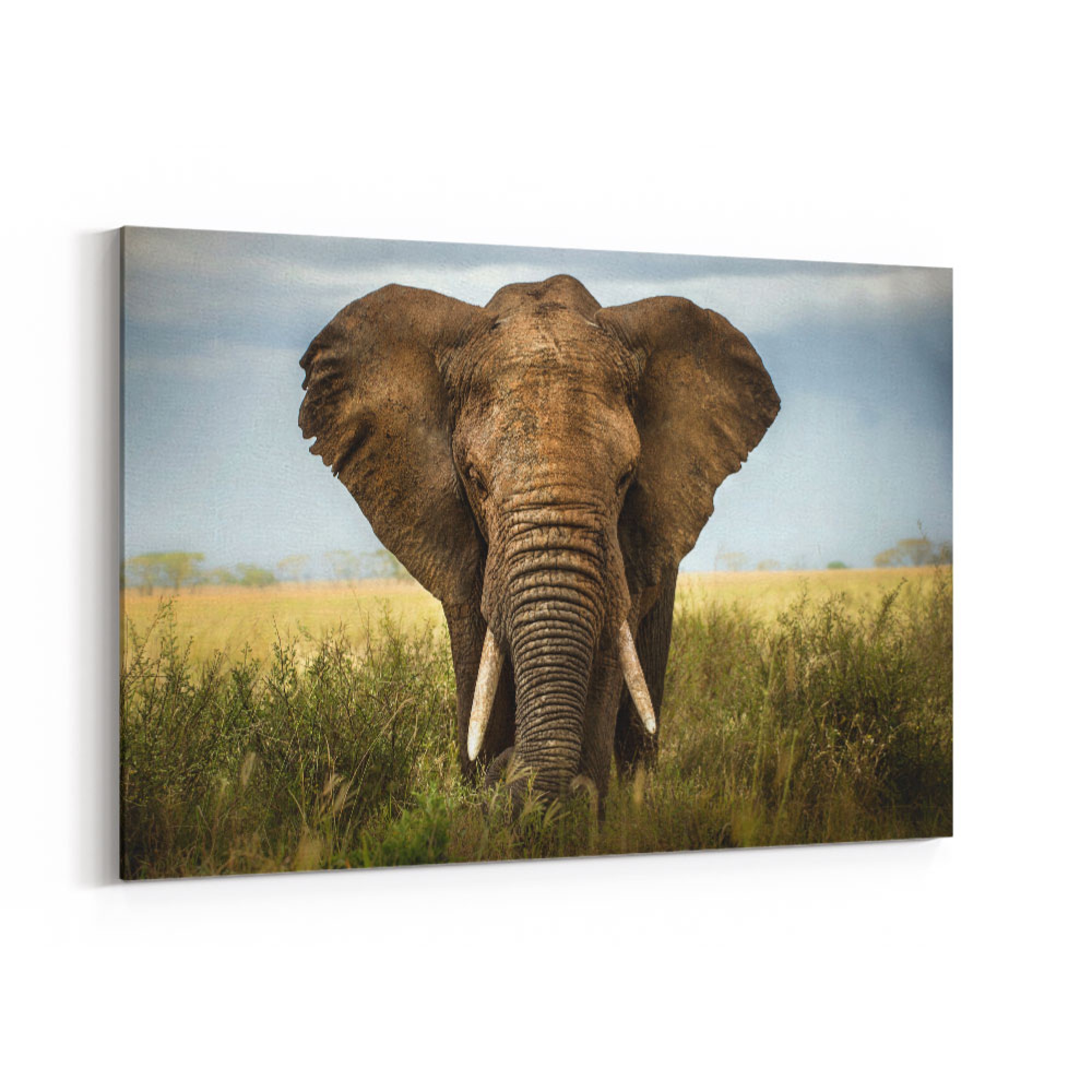 Encounters in Serengeti Wall Art