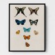 Vintage Butterflies