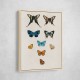 Vintage Butterflies