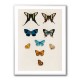 Vintage Butterflies