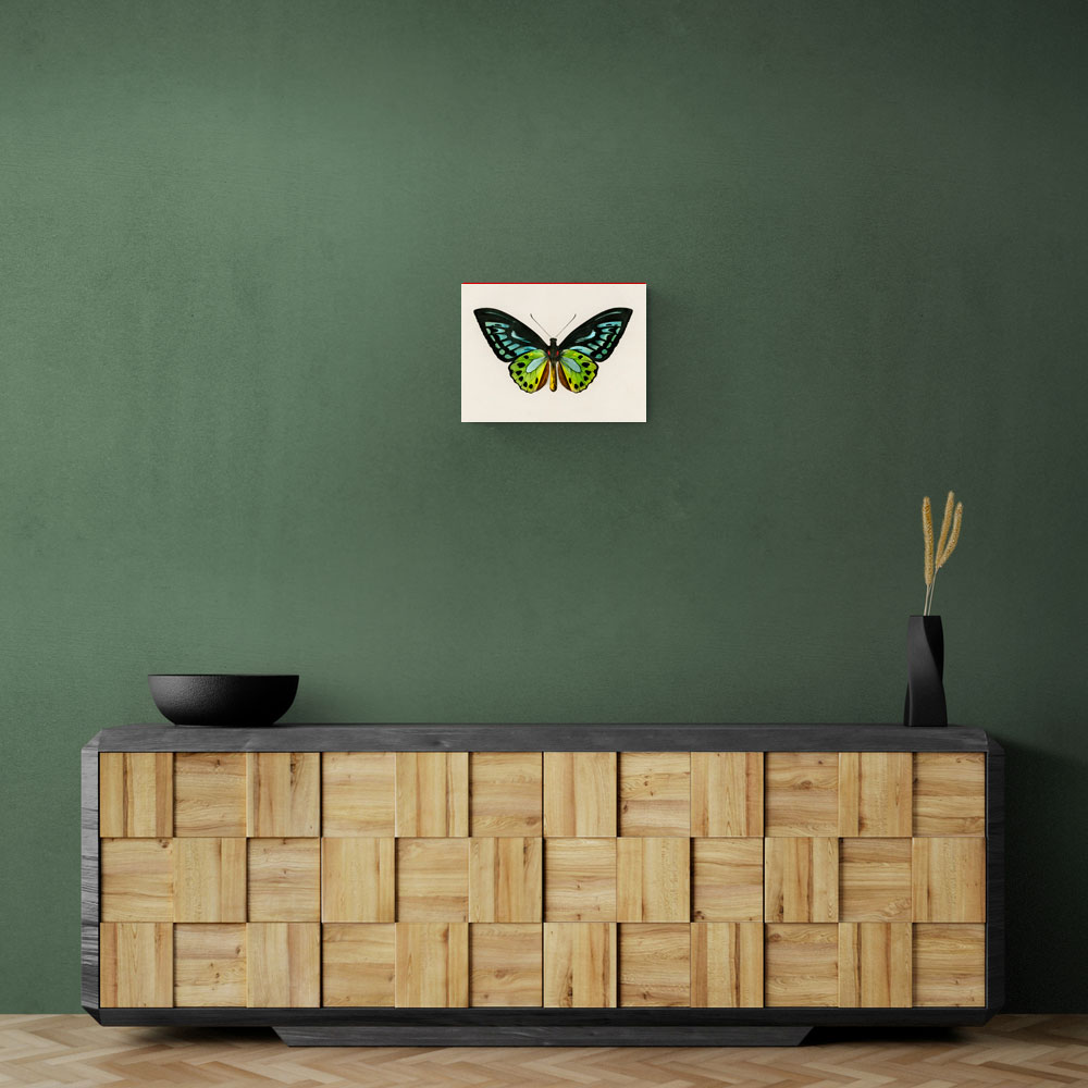 Vintage Green Birdwing