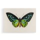 Vintage Green Birdwing