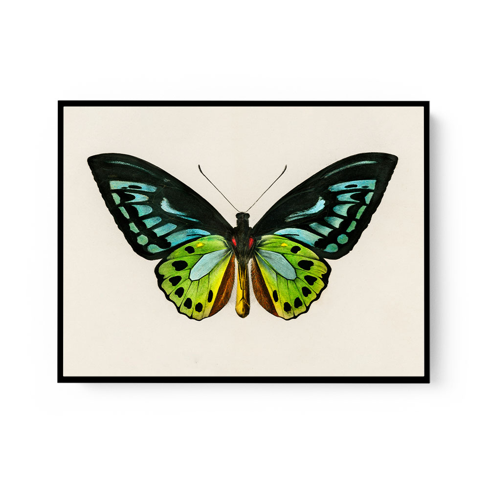 Vintage Green Birdwing