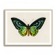 Vintage Green Birdwing