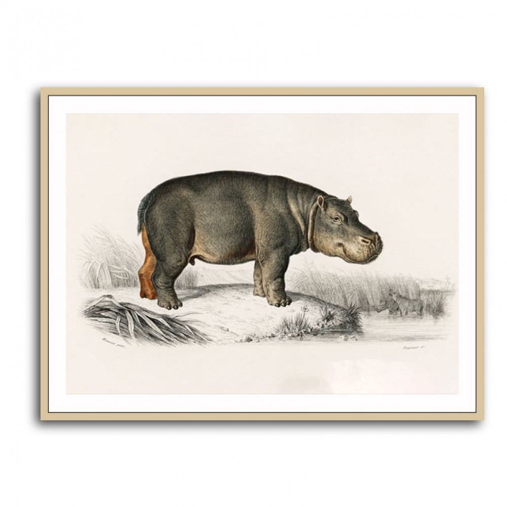 Vintage Hippopotamus