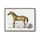 Vintage Horse Framed