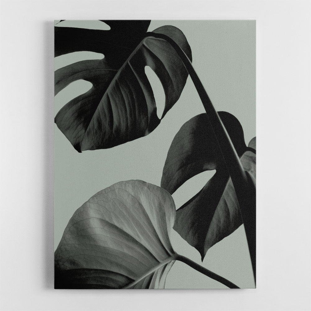 Monstera Teal 07