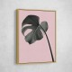 Monstera Pink No 02