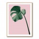 Monstera Pink No 05