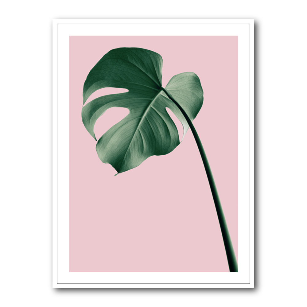 Monstera Pink No 05