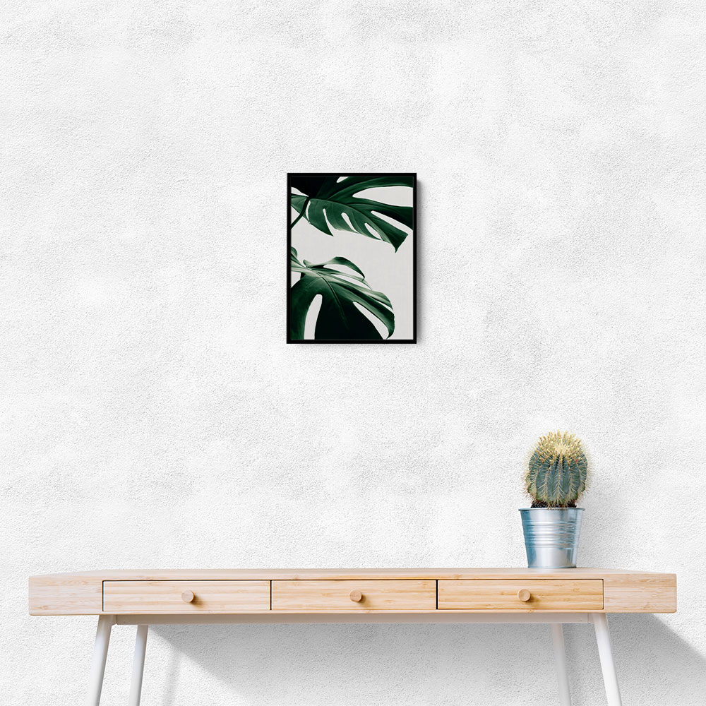 Monstera Natural 12