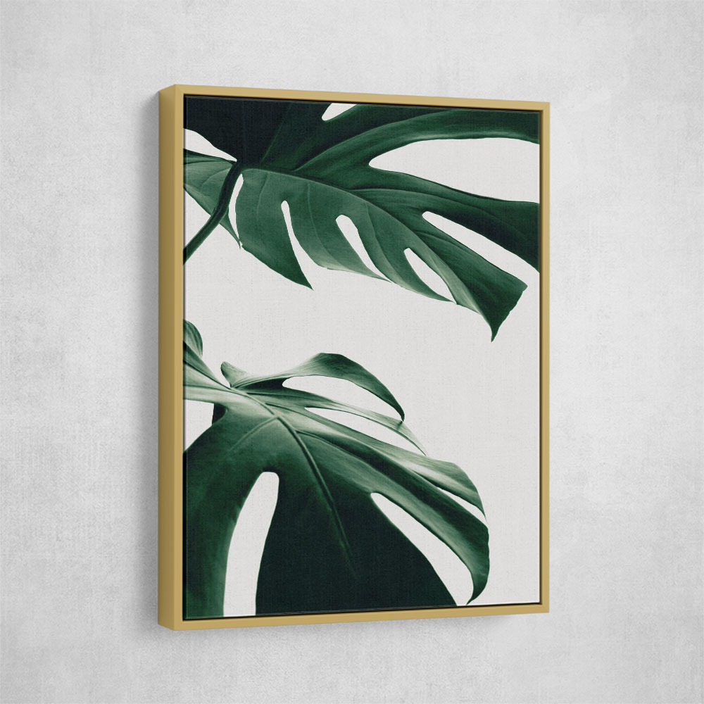 Monstera Natural 12