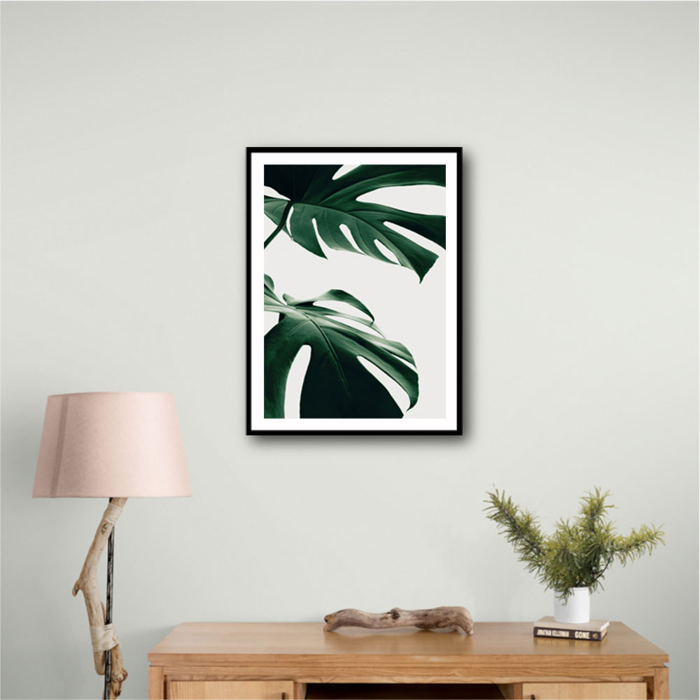 Monstera Natural 12