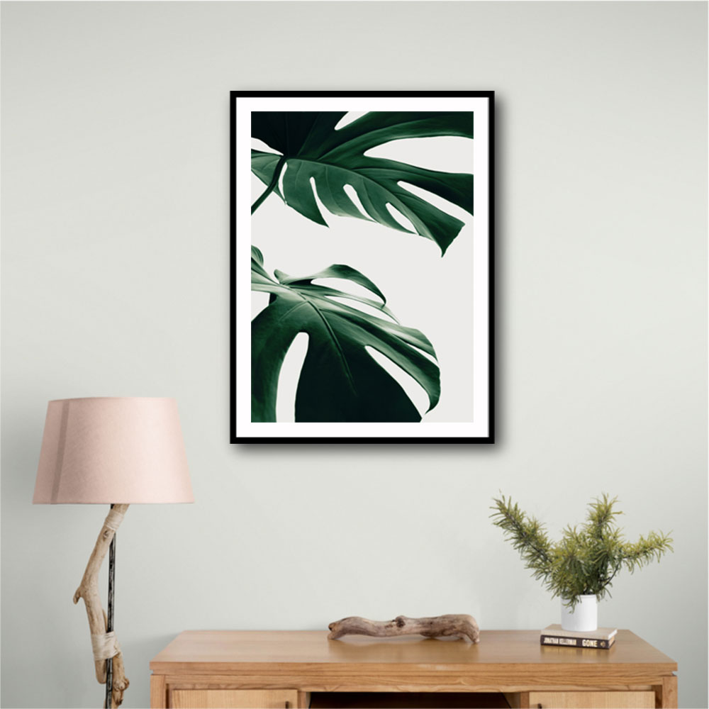 Monstera Natural 12