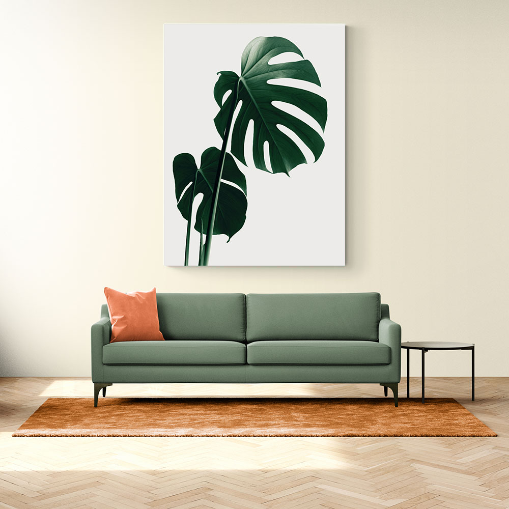 Monstera Natural 16