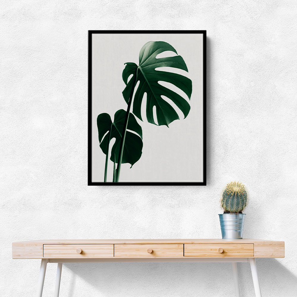 Monstera Natural 16