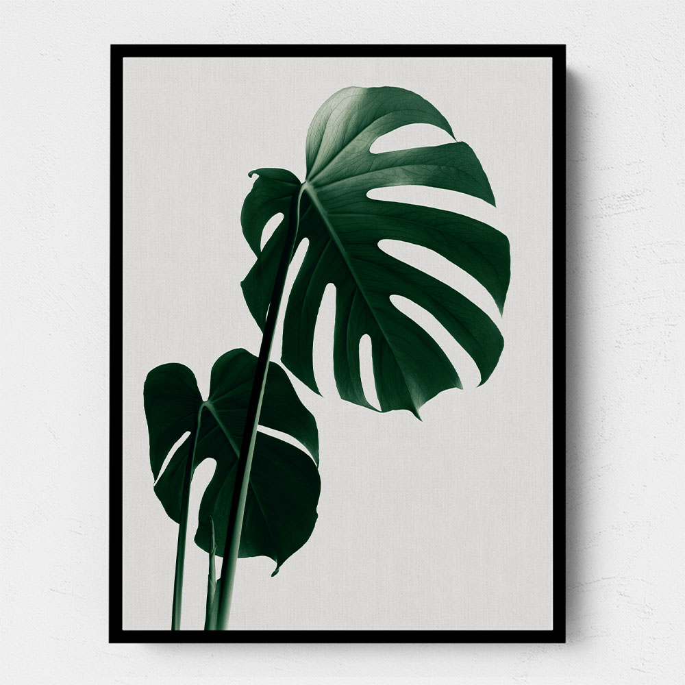 Monstera Natural 16