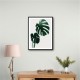 Monstera Natural 16