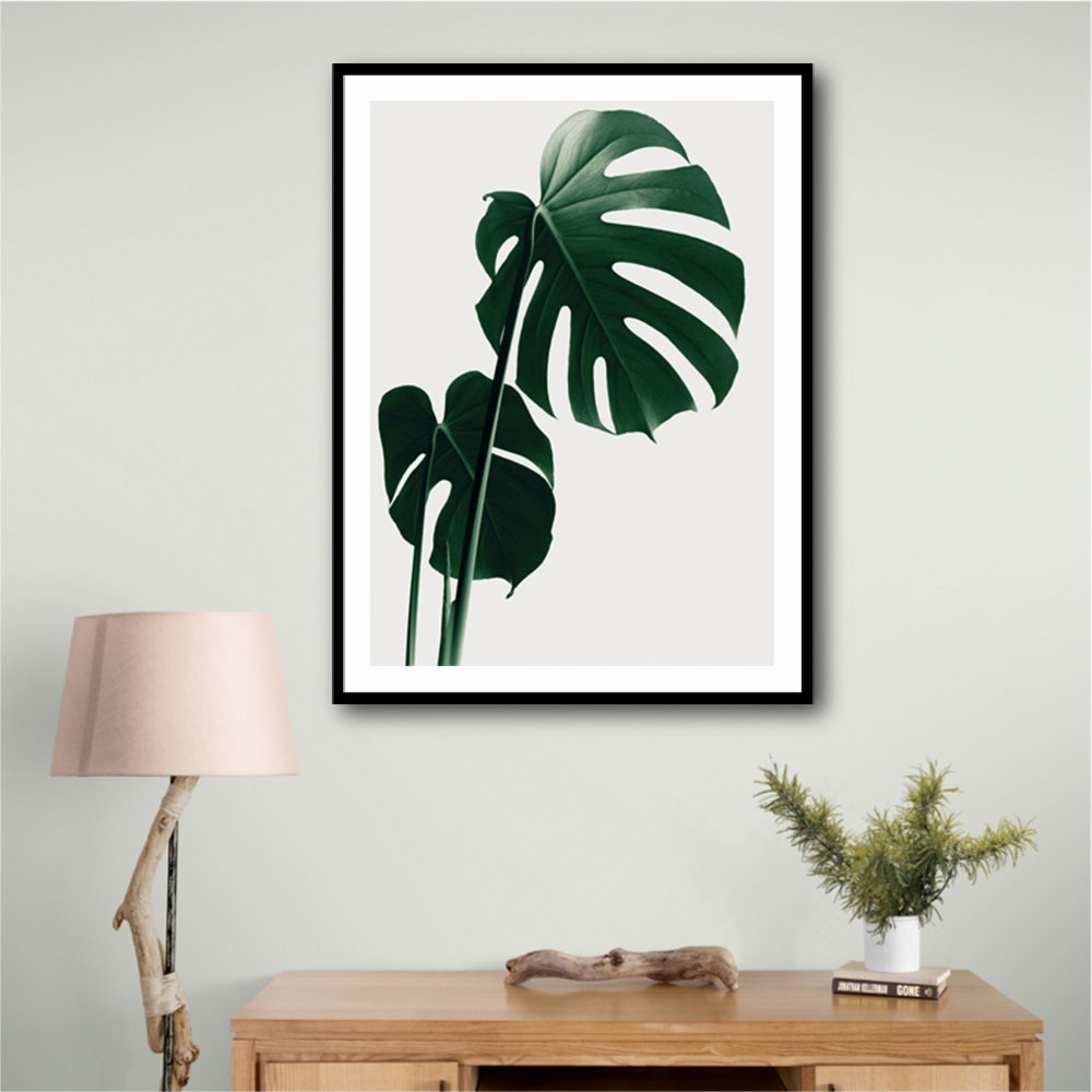 Monstera Natural 16