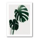 Monstera Natural 16