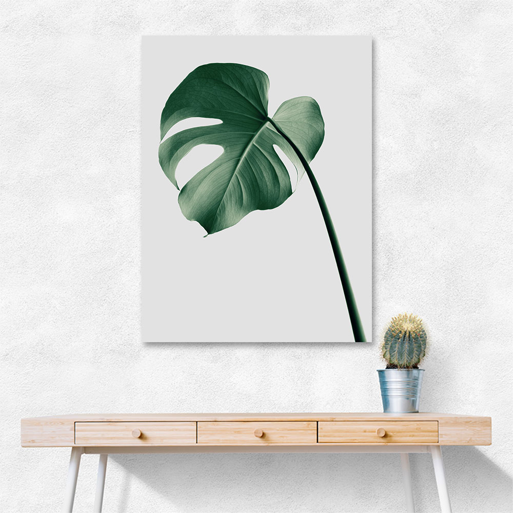 Monstera Natural 36