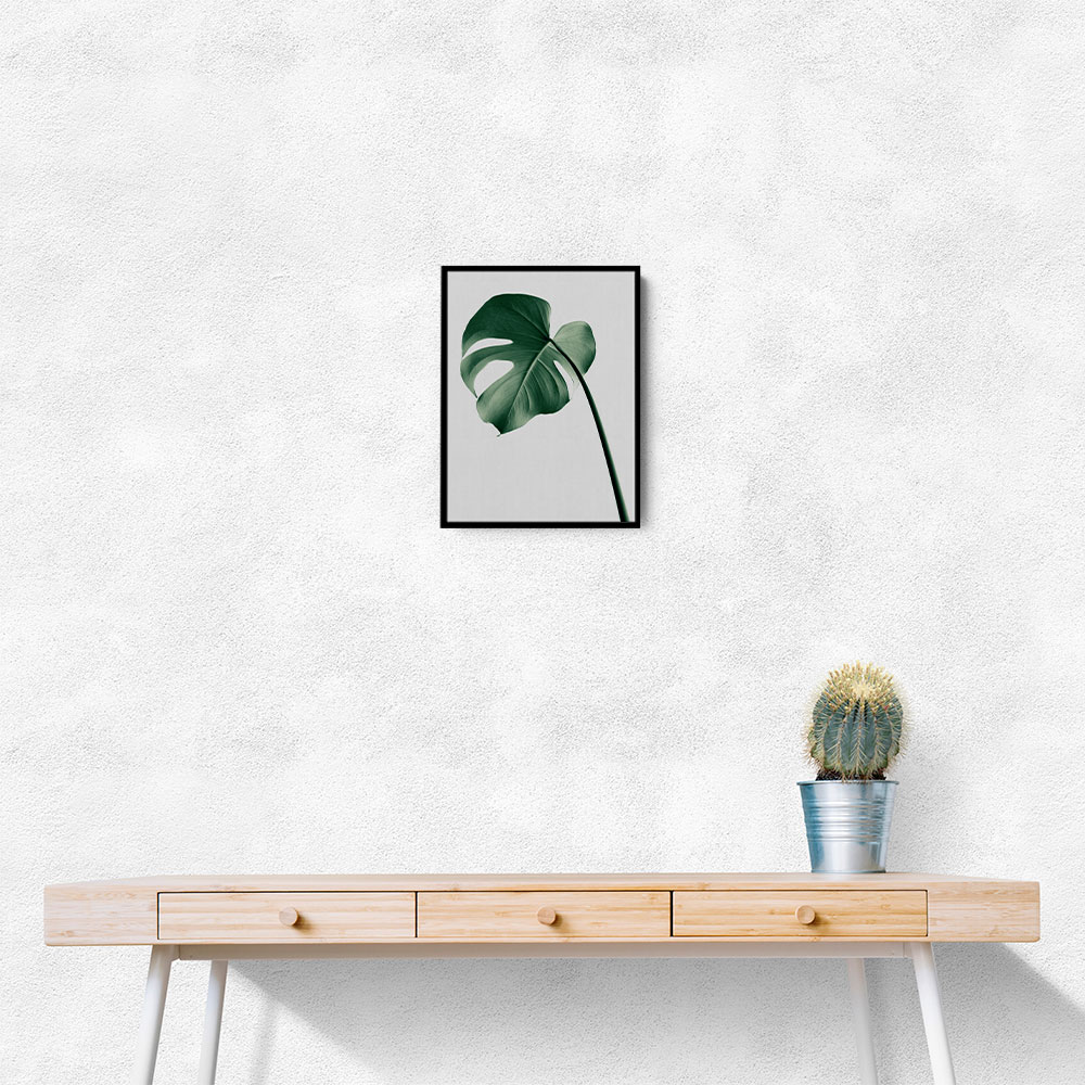 Monstera Natural 36