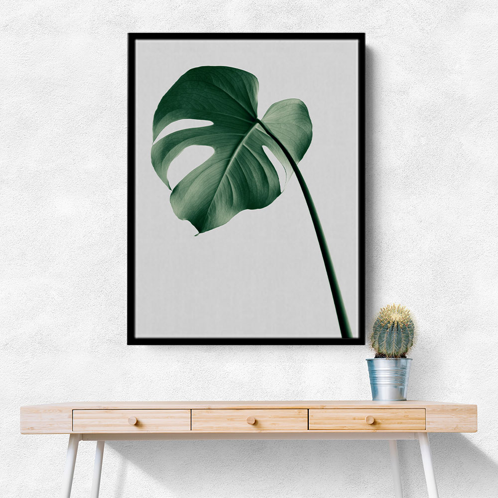 Monstera Natural 36