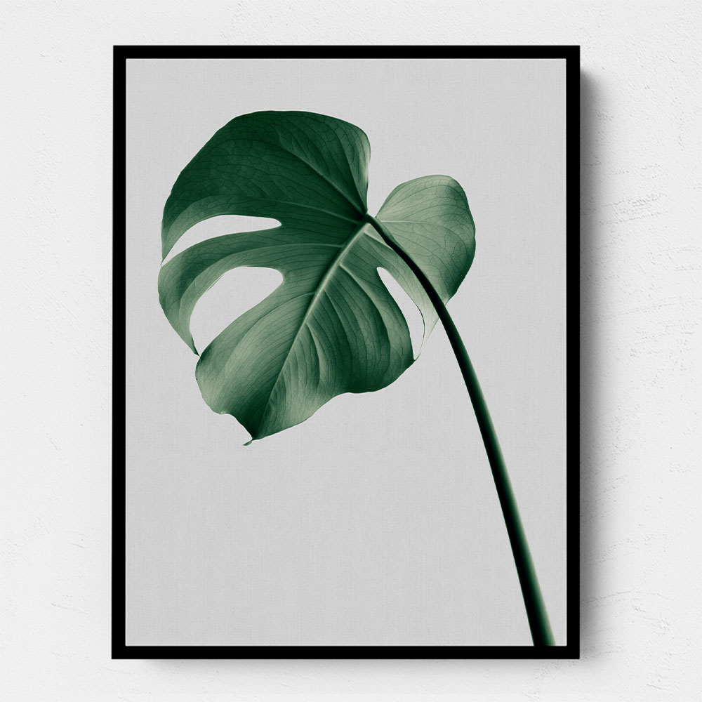 Monstera Natural 36