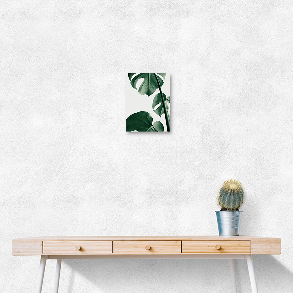 Monstera Natural 37