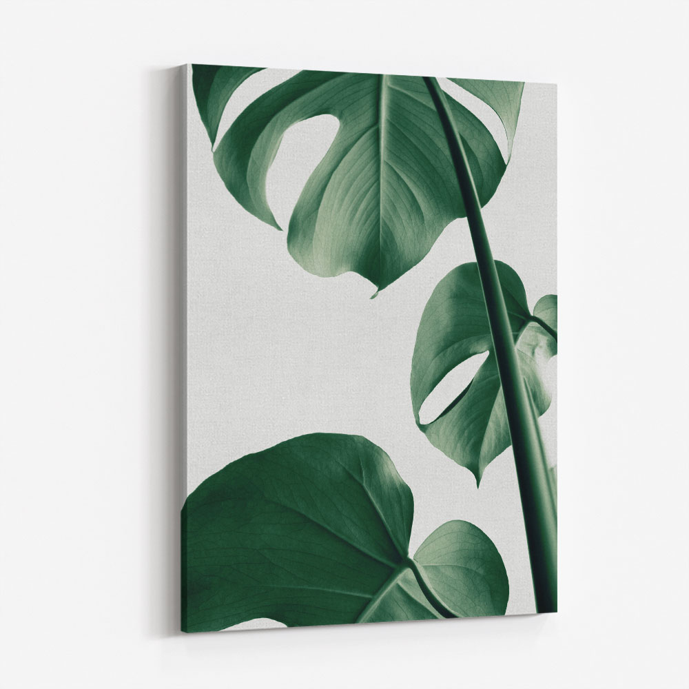 Monstera Natural 37