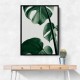 Monstera Natural 37