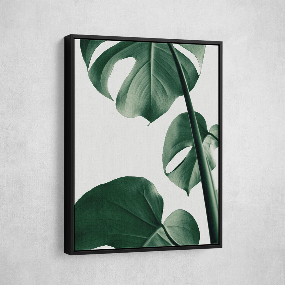 Monstera Natural 37