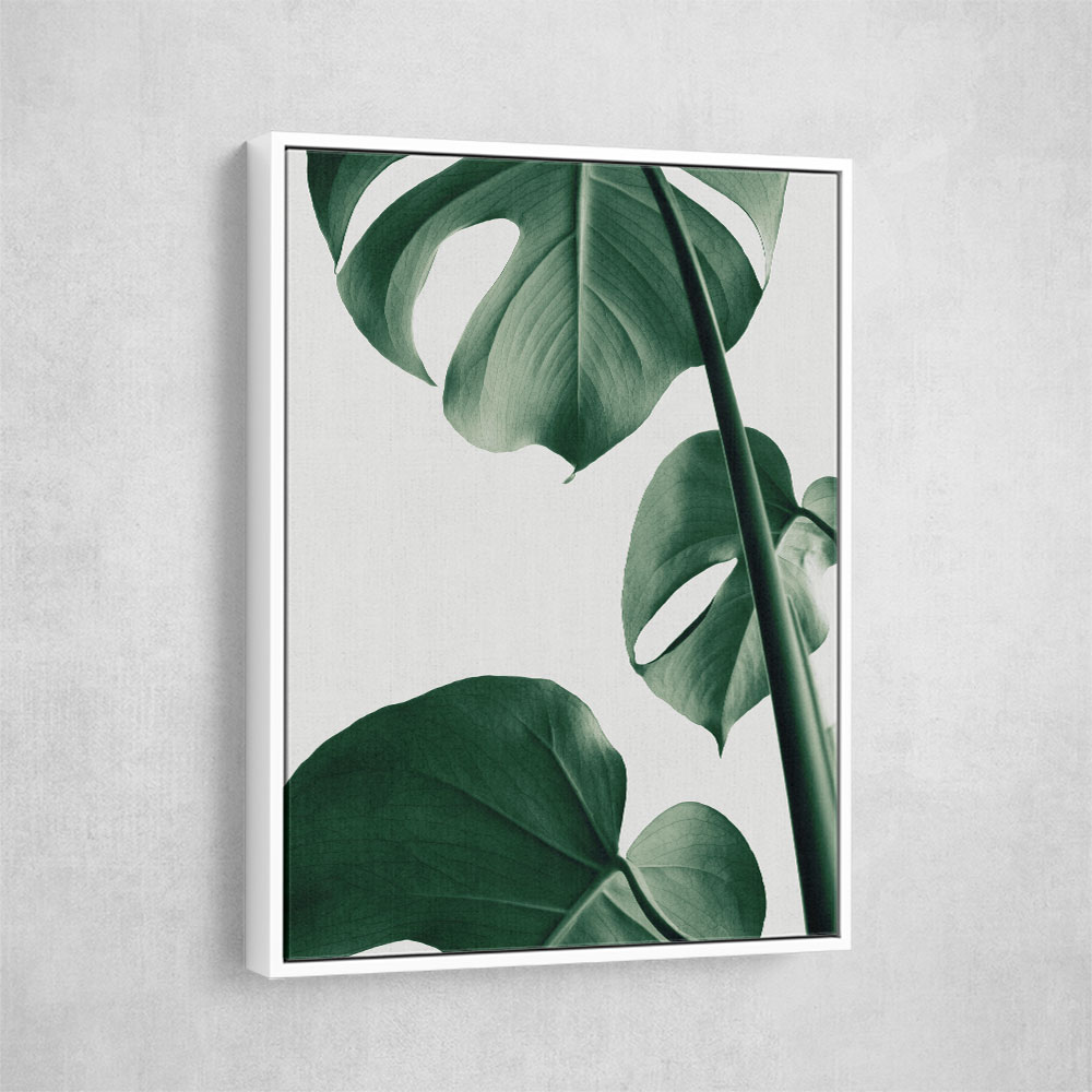 Monstera Natural 37