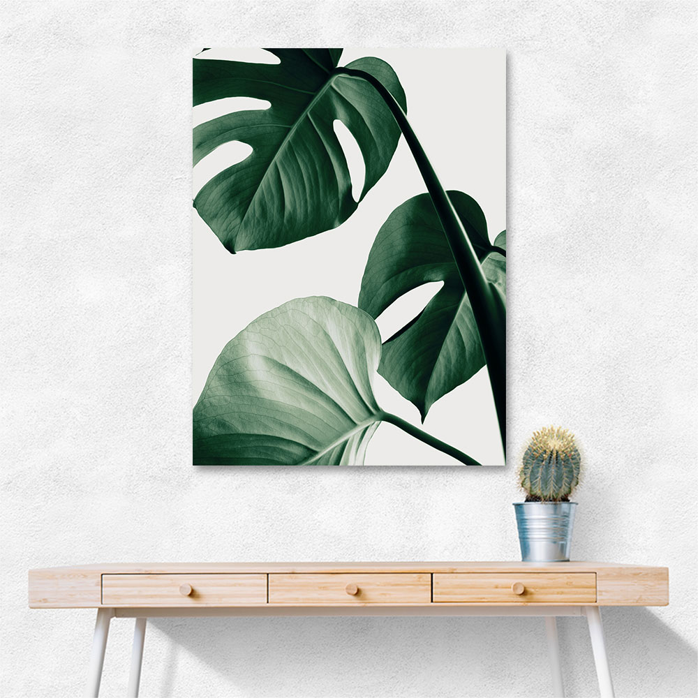 Monstera Natural 42