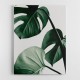 Monstera Natural 42