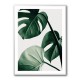 Monstera Natural 42