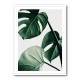 Monstera Natural 42