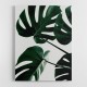 Monstera Natural 43