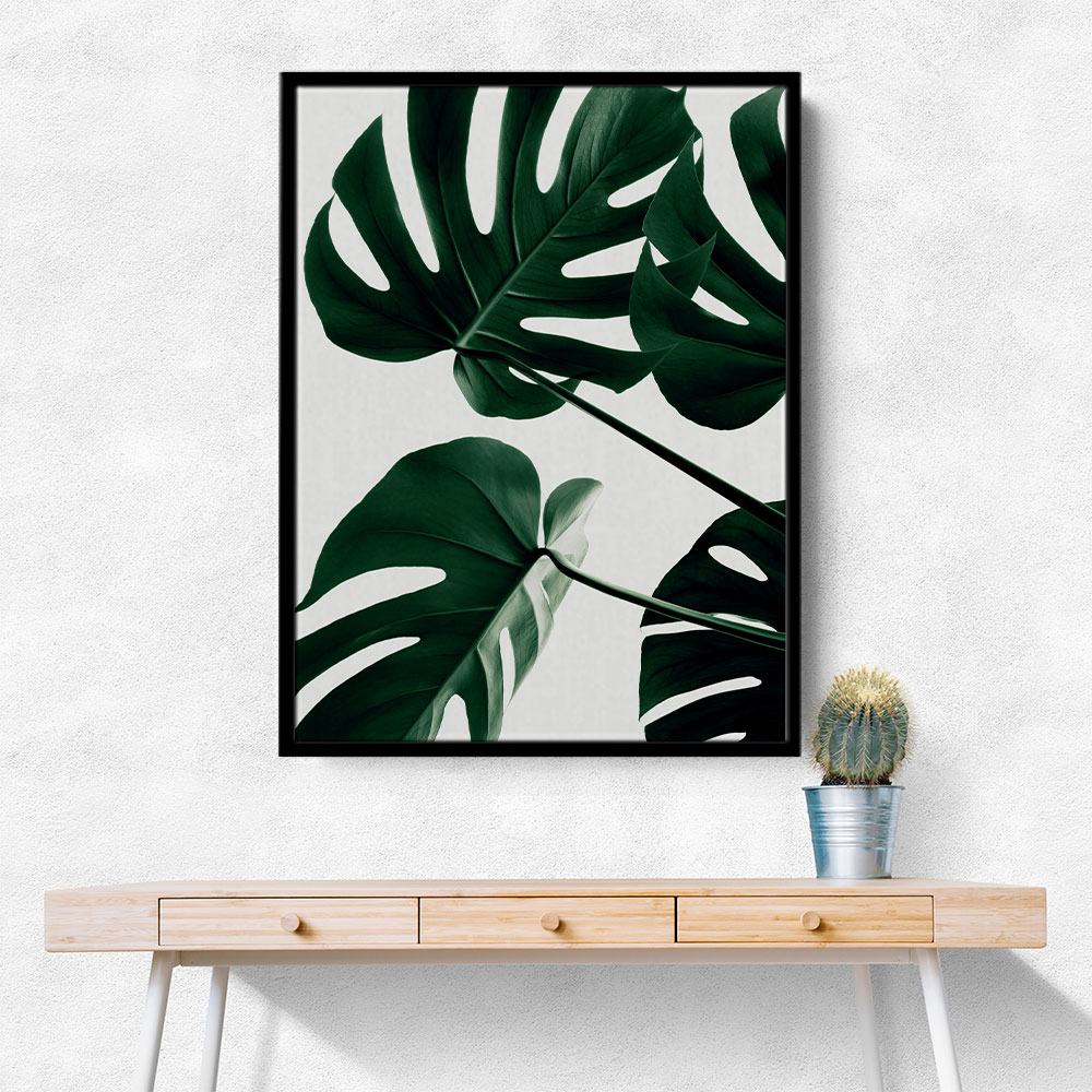 Monstera Natural 43