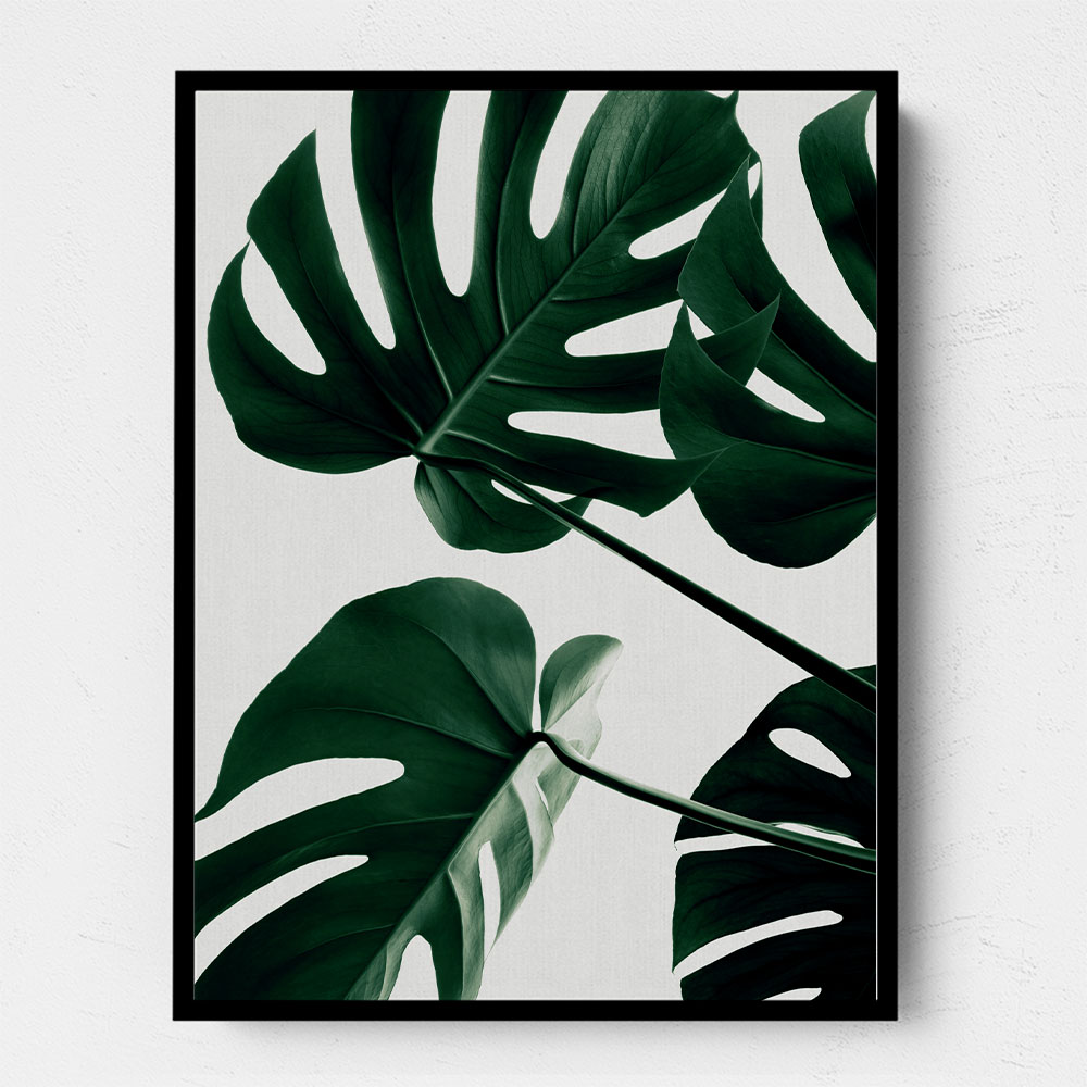 Monstera Natural 43