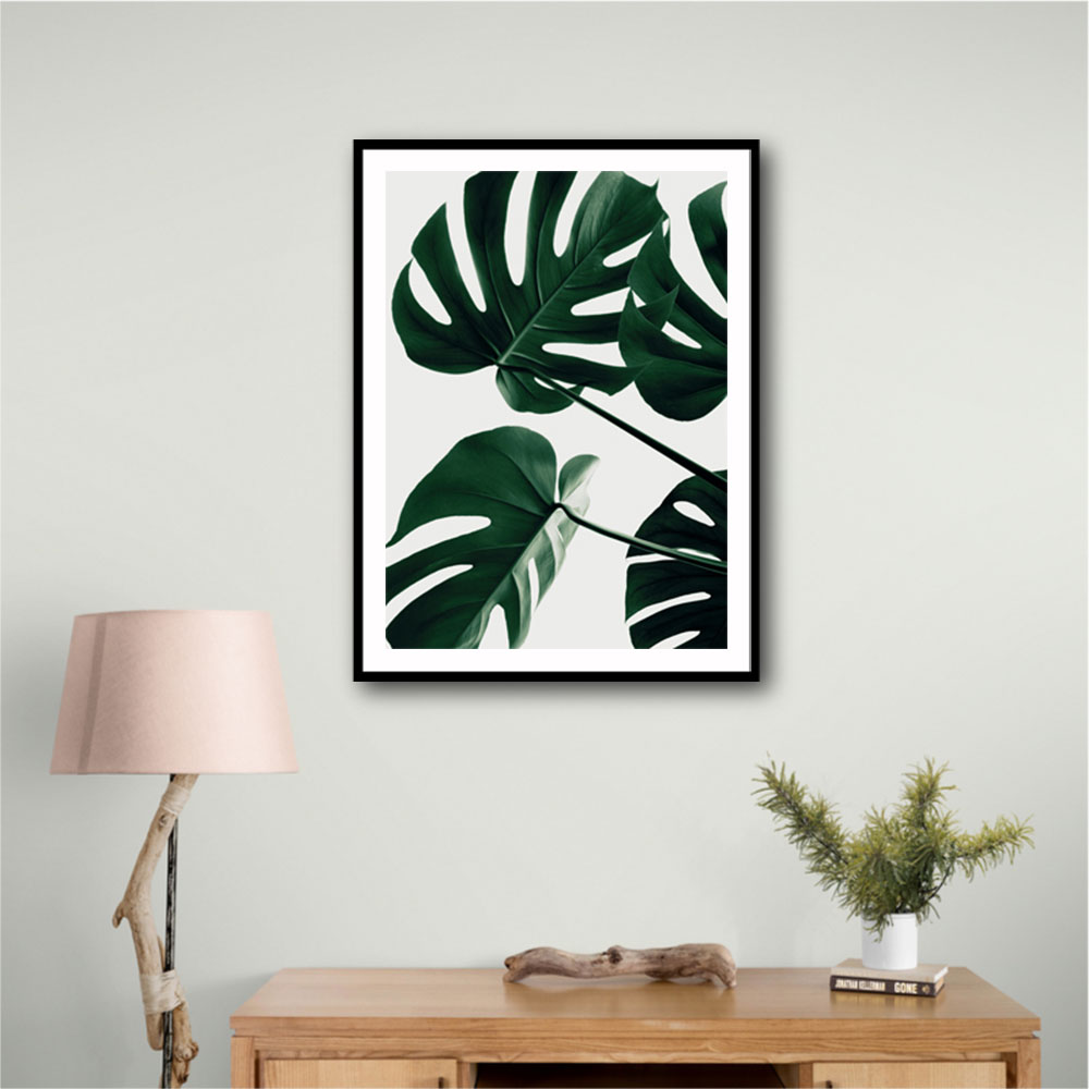 Monstera Natural 43