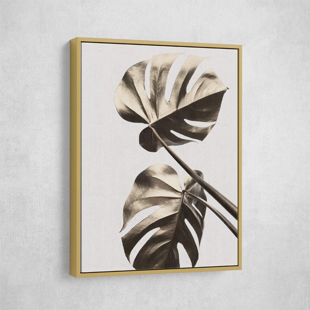 Monstera Gold 08