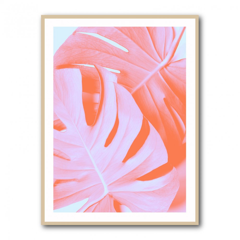 Monstera Orange 03