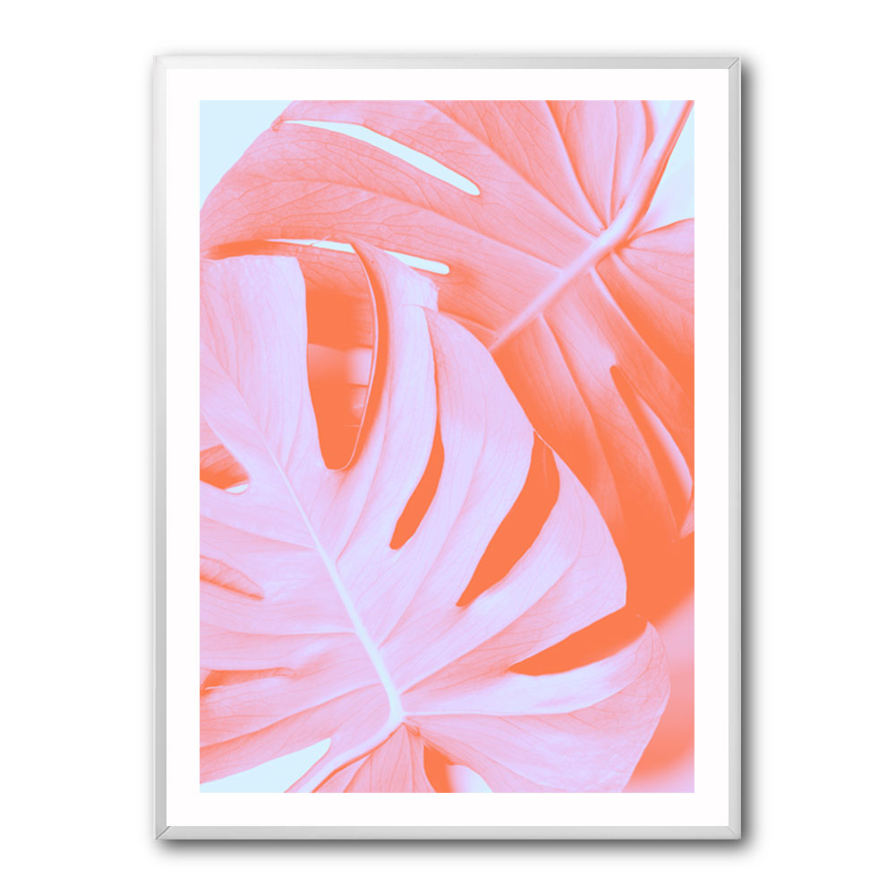 Monstera Orange 03