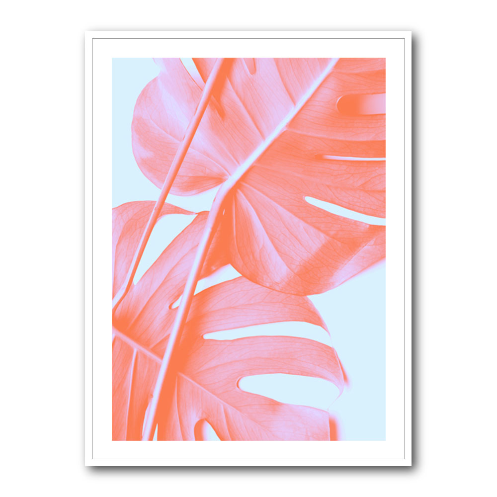 Monstera Orange 04