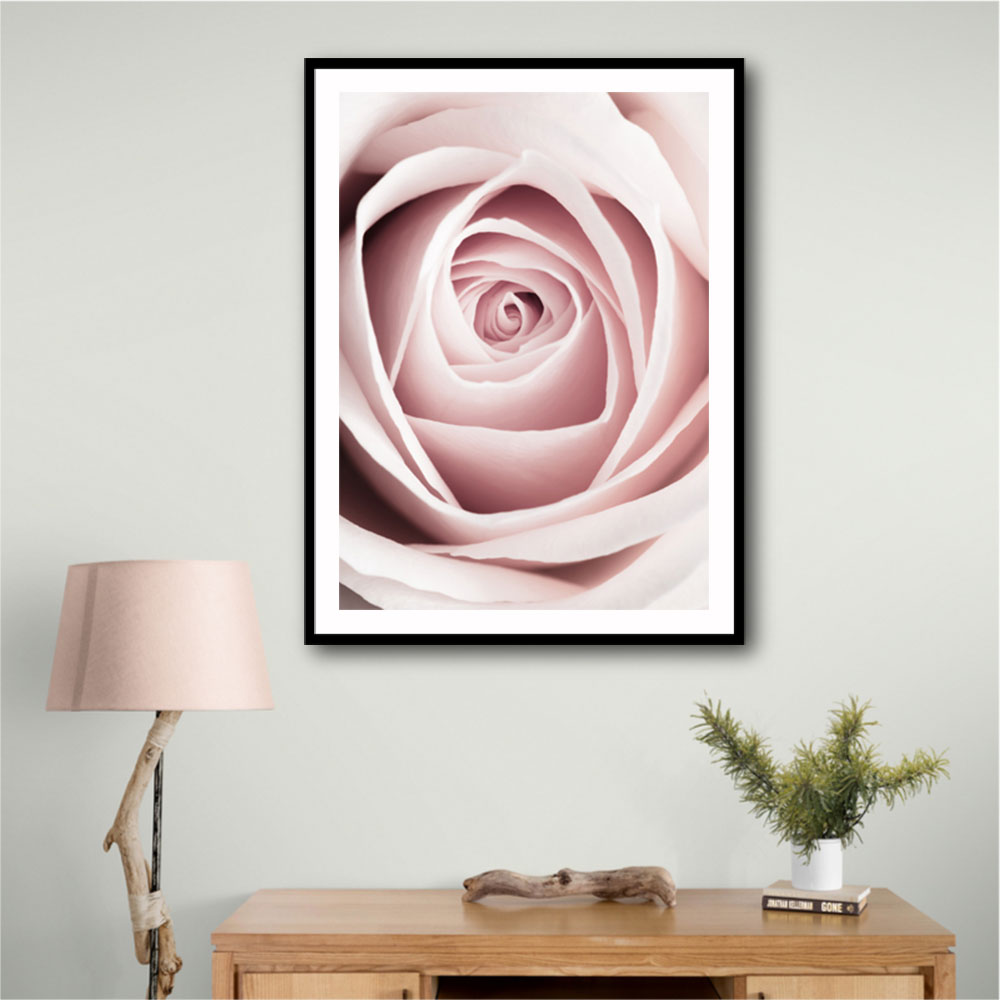 Pink Rose No 1