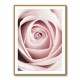 Pink Rose No 1