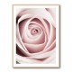 Pink Rose No 1