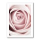 Pink Rose No 1