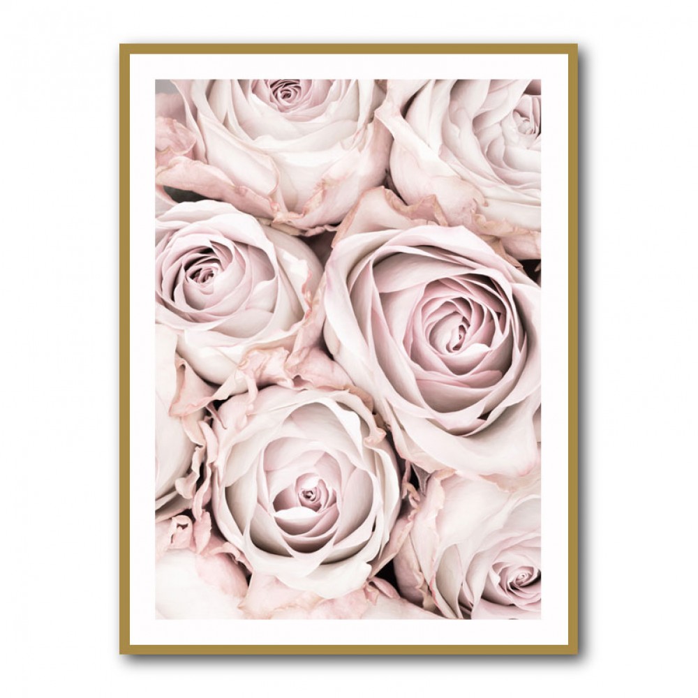 Pink Roses No 01